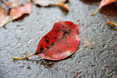 Ormanda kırmızı yaprak