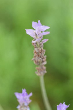 Güzel çiçekler, yakın görüş, doğa konsepti.
