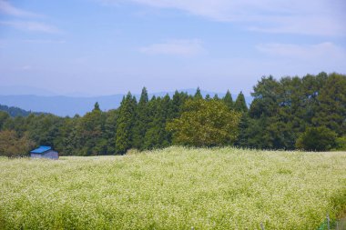 Dağın arka planına sahip tarım alanının güzel manzarası