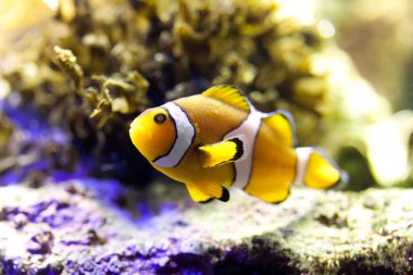 Mercan balıklı deniz balığı. 