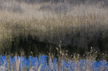 Sonbaharda ormanda bataklık