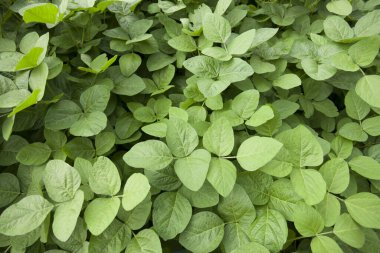 Bahçedeki taze yeşil yapraklar