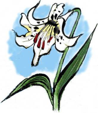 Zambak çiçeğinin suluboya çizimi. el çizimi resimleme