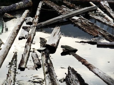 Kirli suda bir sürü kütük.