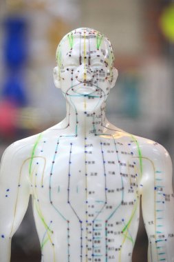Akupunktur Model Taklit Yakın plan Görünümü