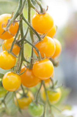 Bahçedeki taze organik domateslerin yakın plan görüntüsü       