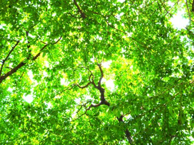 Mavi gökyüzünün arka planında yeşil ağaçlar