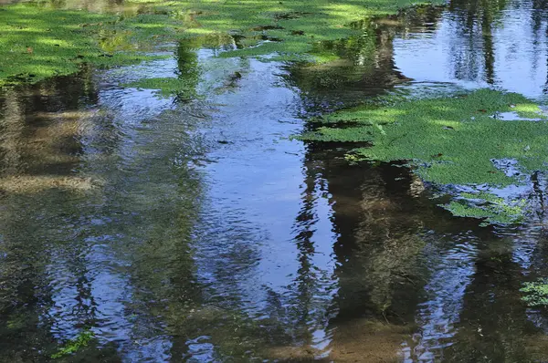 Zielona Powierzchnia Wody Glonami — Zdjęcie stockowe