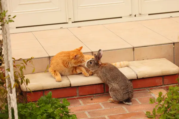 Cute cat and rabbit playing in garden