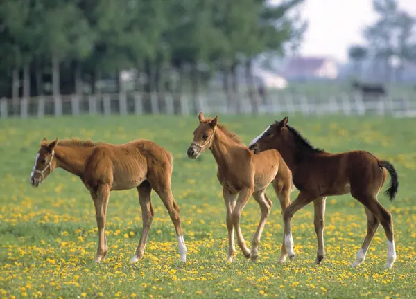 Vackra Hästar Betar Grönt Fält Gården — Stockfoto