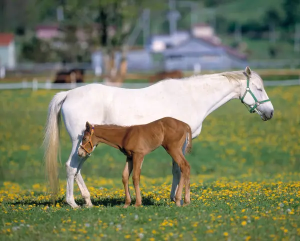 Brown Foal Mother — Stock Photo, Image