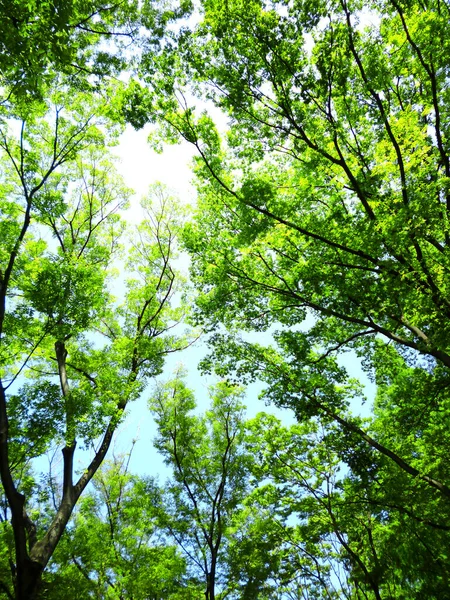 Зеленые Деревья Фоне Голубого Неба — стоковое фото