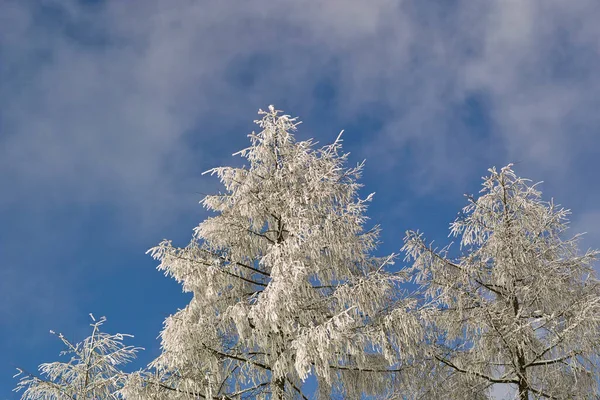Prachtig Winterlandschap Met Bomen Bedekt Met Vorst Sneeuw — Stockfoto