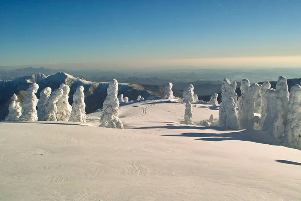 Beyaz Karla Kaplı Ağaçlar — Stok fotoğraf
