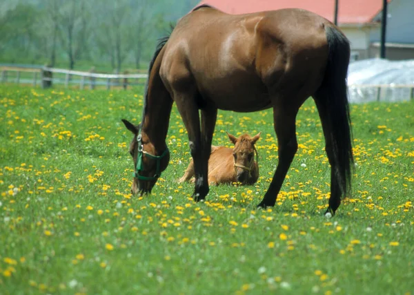 美丽的马在农场的绿地上吃草 — 图库照片
