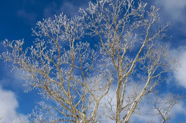 Ветви Дерева Покрытые Белым Морозом — стоковое фото