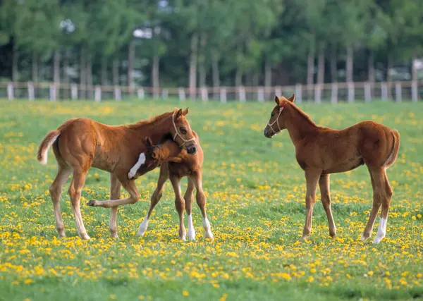 Piękne Konie Pasące Się Zielonym Polu Gospodarstwie — Zdjęcie stockowe