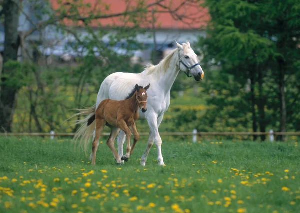Hästar Grön Sommaräng Dagtid — Stockfoto