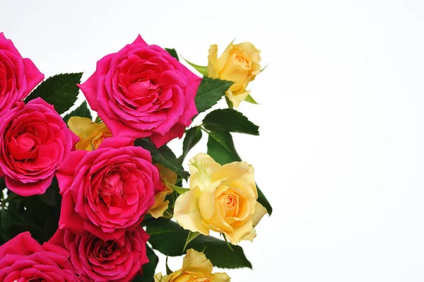Belles Fleurs Roses Sur Fond Gros Plan — Photo