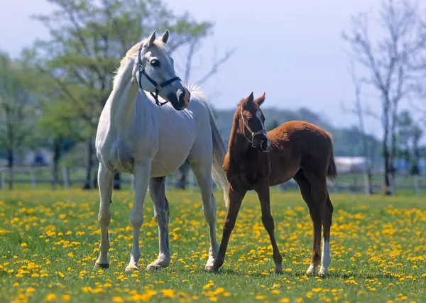 Hästar Betar Grönt Fält Solig Morgon — Stockfoto