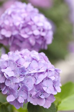 Güzel çiçekler, yakın görüş, bitki konsepti.