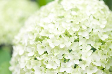 Ortanca çiçeği, ortanca macrophylla