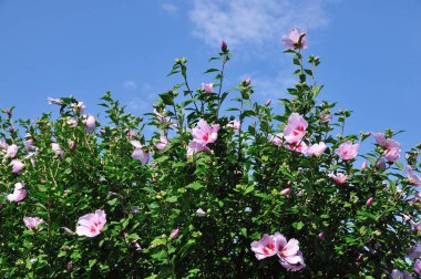 Bahçedeki güzel pembe çiçekler