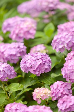 Bahar bahçesinde güzel pembe ortanca çiçekleri      