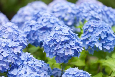 Bahçedeki güzel mavi ortanca çiçekleri