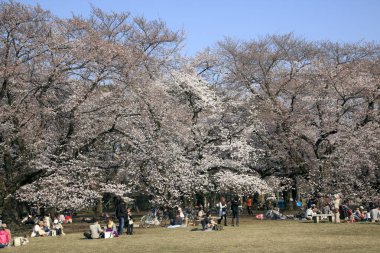 Çiçek açan ağaçların altında toplanan kalabalık ile Kiraz Çiçeği Festivali (Hanami)