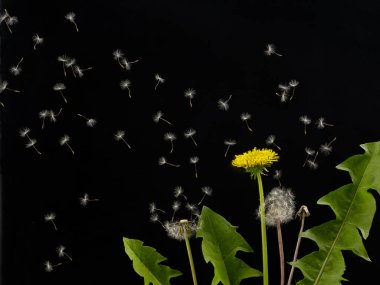 Siyah arkaplanda uç