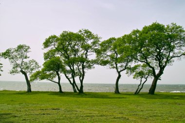 beautiful view of the sea with trees 