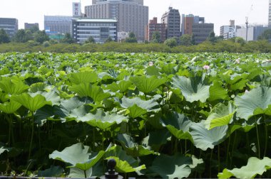 Bahçedeki yeşil bitki