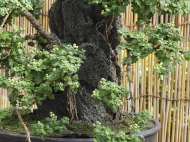 Yemyeşil bonsai ağacı sığ, siyah bir tencerede yetişiyor.