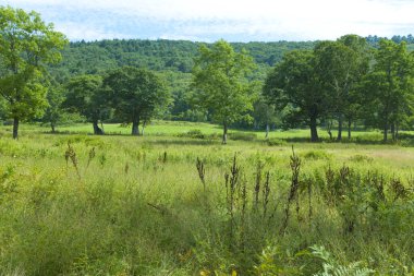 Yeşil çayır yaz manzarası Ağaçlar ve bitkilerle 