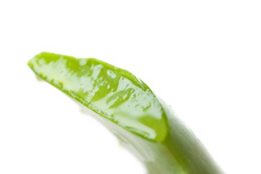 aloe Vera bitkisi beyaz arkaplanı kapat  