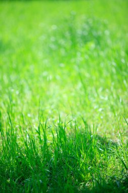 yeşil zemin üzerine taze çimen