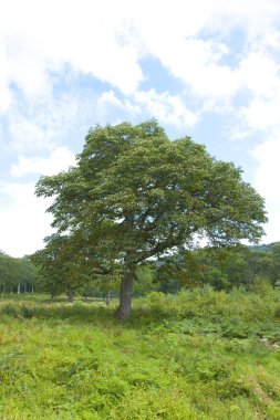 Ormandaki yeşil ağaçların güzel manzarası 