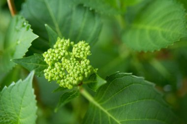 bir bitkinin yeşil yaprakları