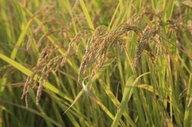 Pirinç tarlasını kapatın.