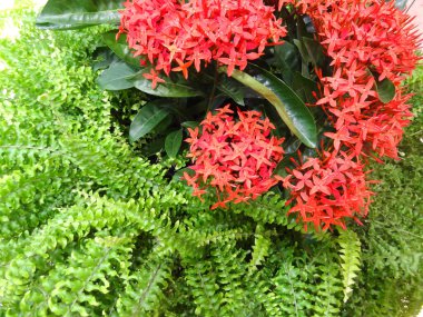 Güzel botanik fotoğrafı, doğal duvar kağıdı.