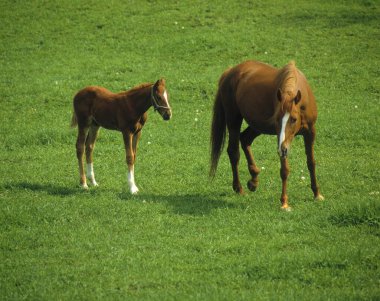 Güneşli bir sabahta yeşil tarlalarda otlayan atlar