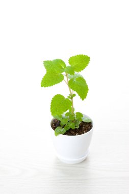 Genç nane bitkisi beyaz arkaplanda