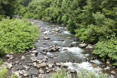 Ormanda, doğa arka planında güzel bir şelale