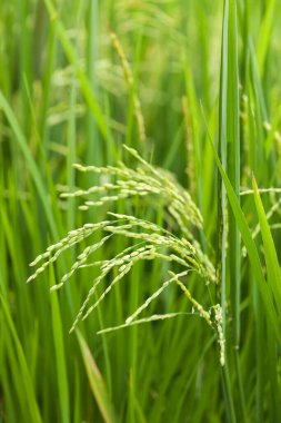 Taze yeşil çim Bahçe