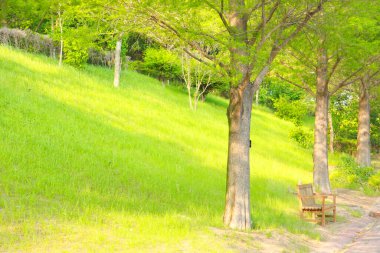 Büyük yeşil ağaçların ve bahar parkındaki bankın güzel manzarası.