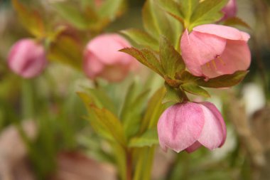 Japon çayının bahçesinin pembe çiçeği..