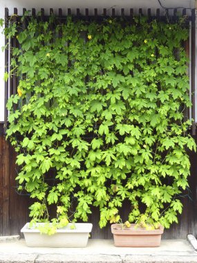 Ahşap duvara karşı dikey büyüyen yemyeşil tırmanma tesisleri