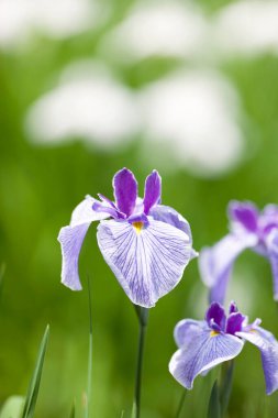 Bahçedeki güzel çiçekler