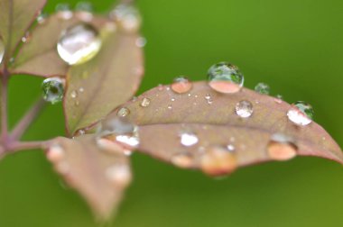 Yağmurdan sonra yaprağın üzerine su damlıyor. Kapat.